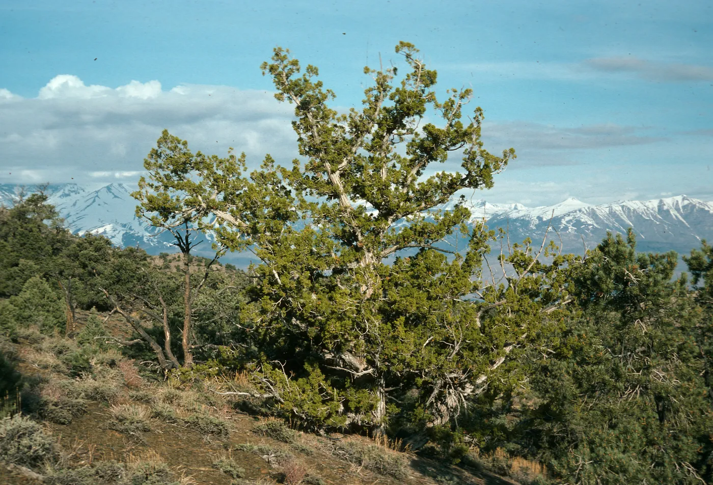 Juniperus osteosperma, Harklets Flat, N of Saline Valley, looking toward Sierra