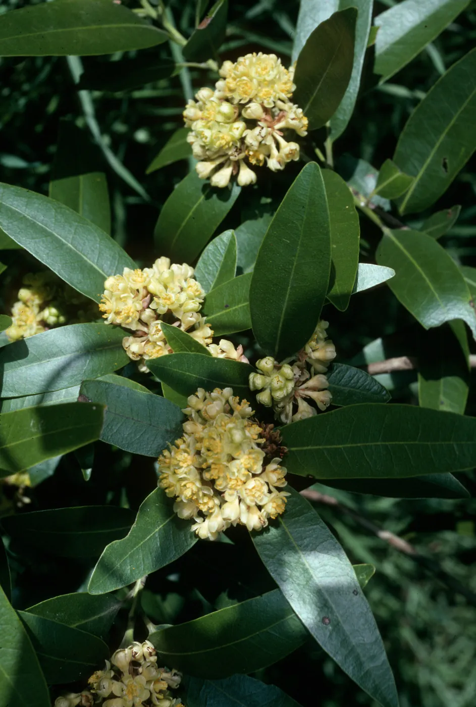 Umbellularia californica, Tunnel Road