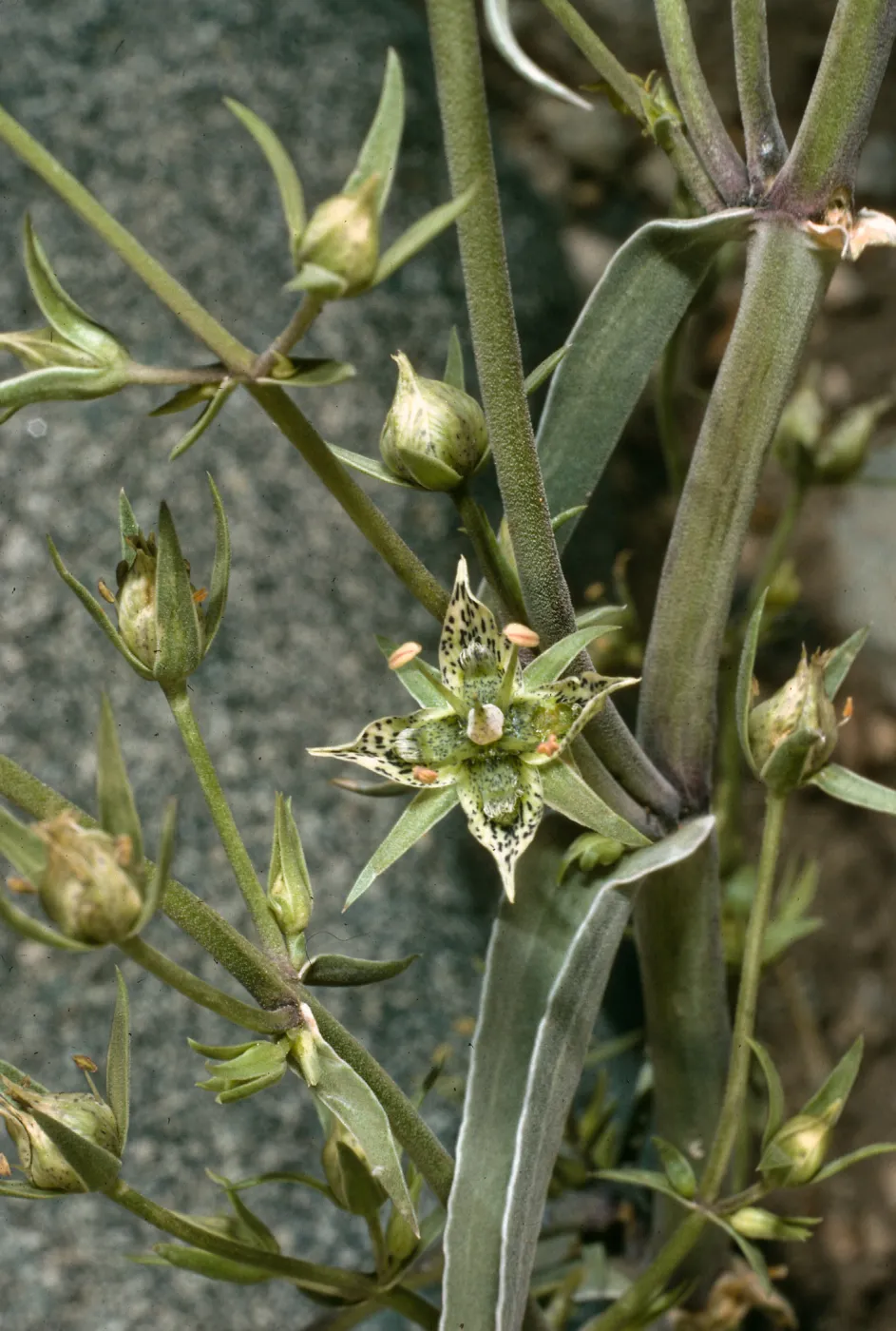 Frasera, Onion Valley