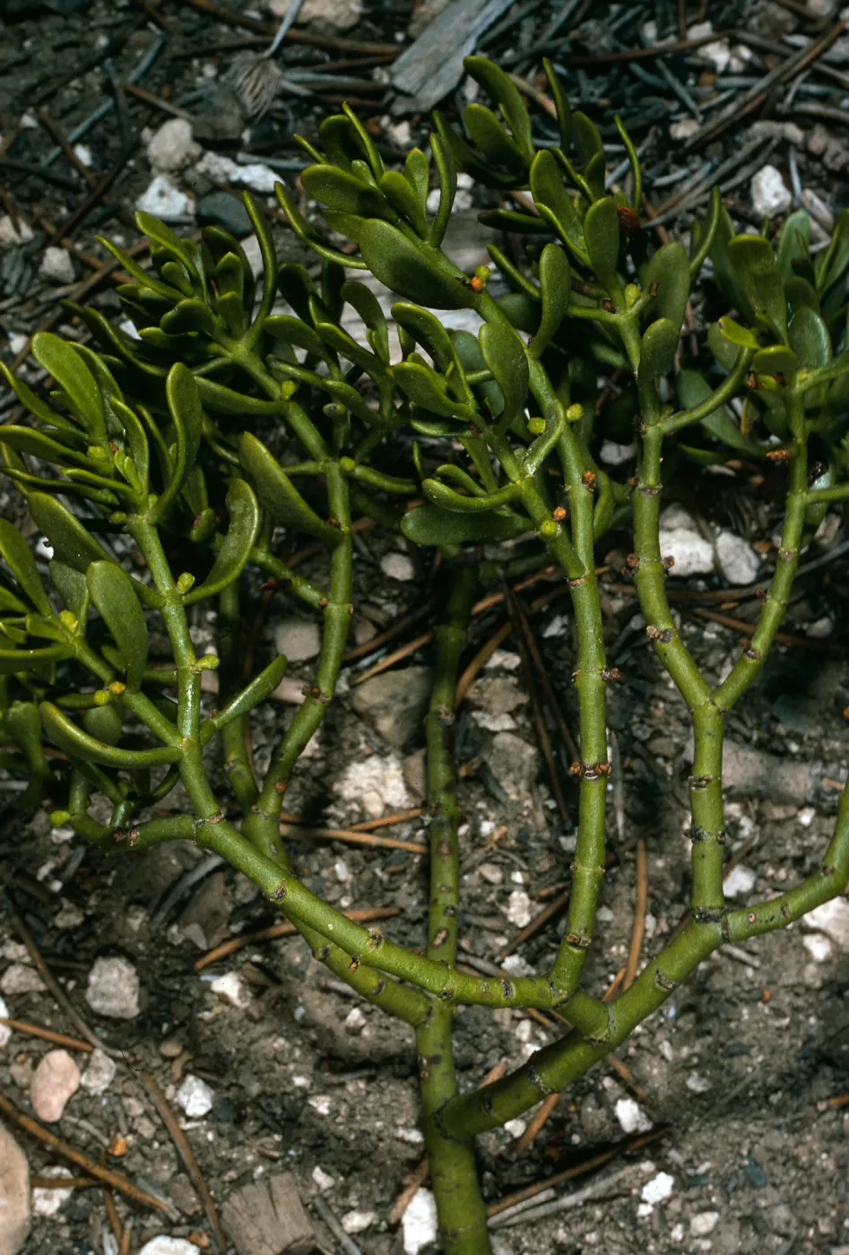 Phoradendron bolleanum, N. of Saline Valley