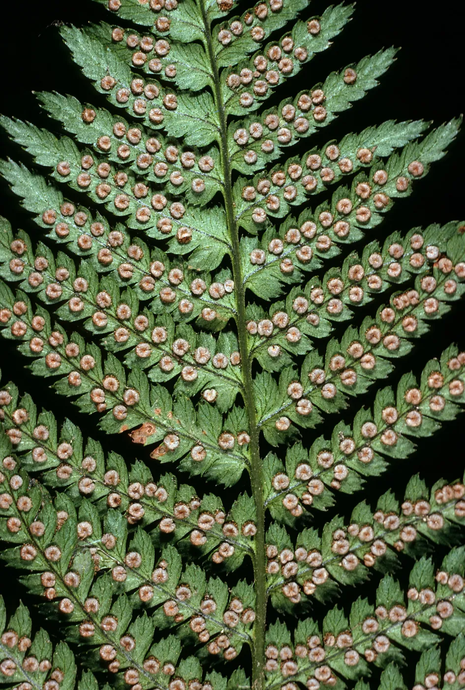 Dryopteris arguta, W. Camino Cielo