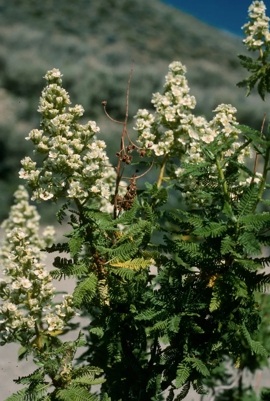 Chamaebatiaria, Onion Valley Rd.