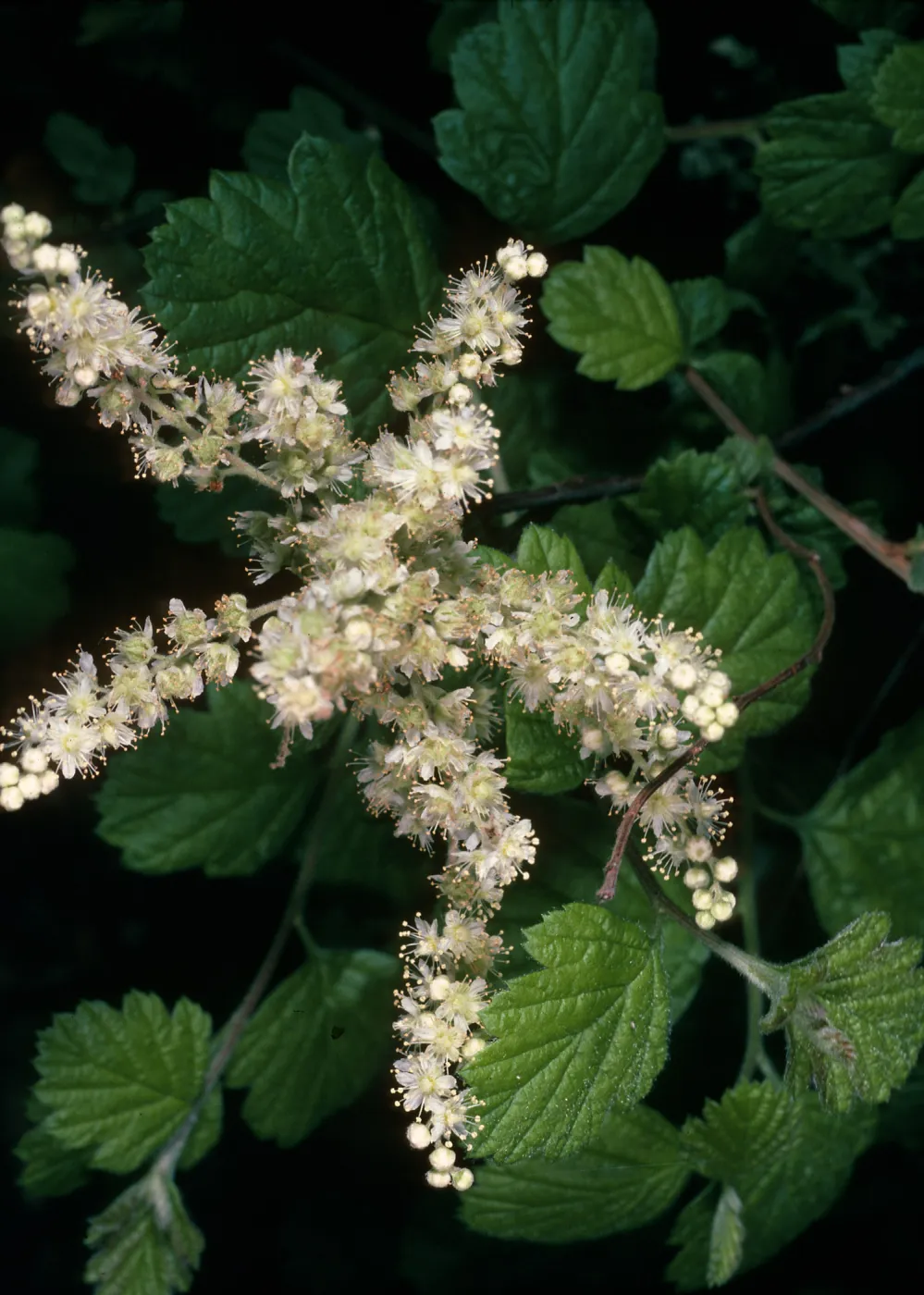 Holodiscus discolor, SBBG Arroyo