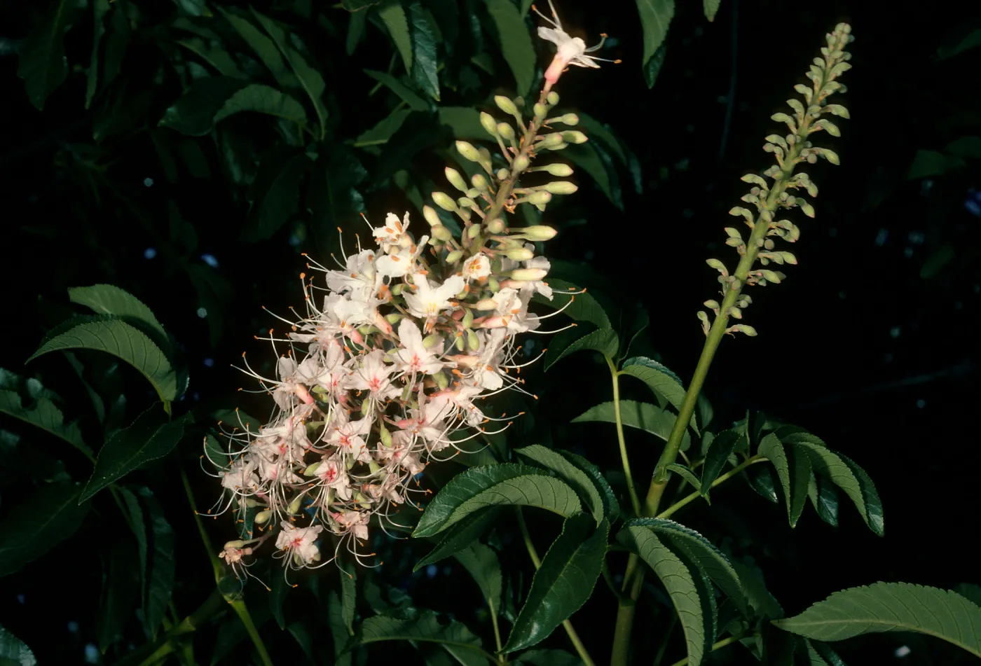 Aesculus californica, SBBG
