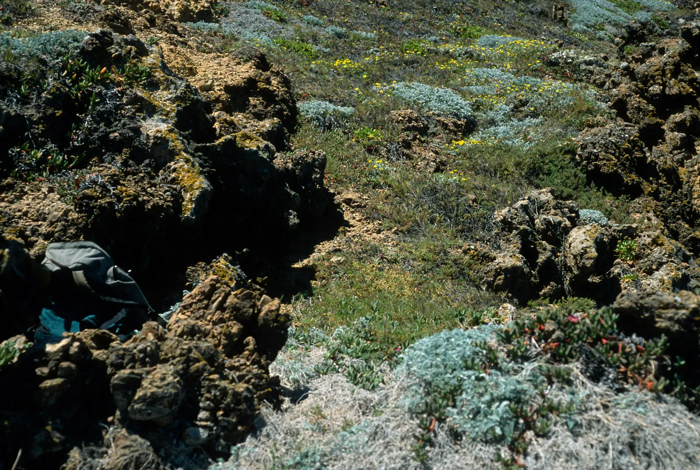habitat of Malacothrix indecora, San Miguel Island