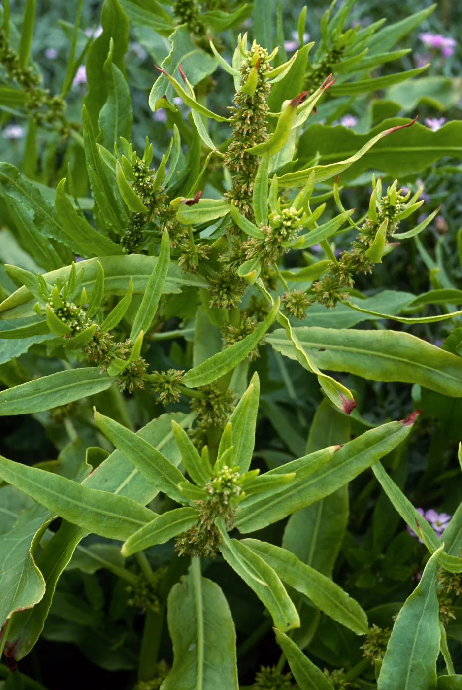 Rumex fueginus, Charcoal Cove, San Miguel Island