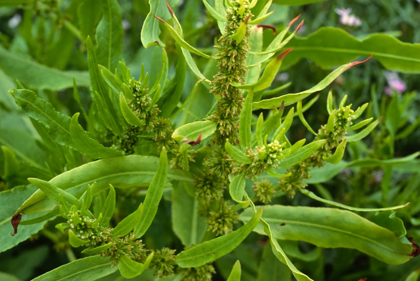 Rumex fueginus, Charcoal Cove, S. Miguel I.