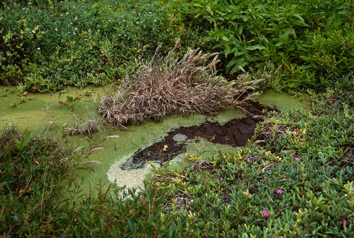 Lemna,Rumex fuegensis, Range Pole Cyn, Simonton Cove, S. Miguel I.