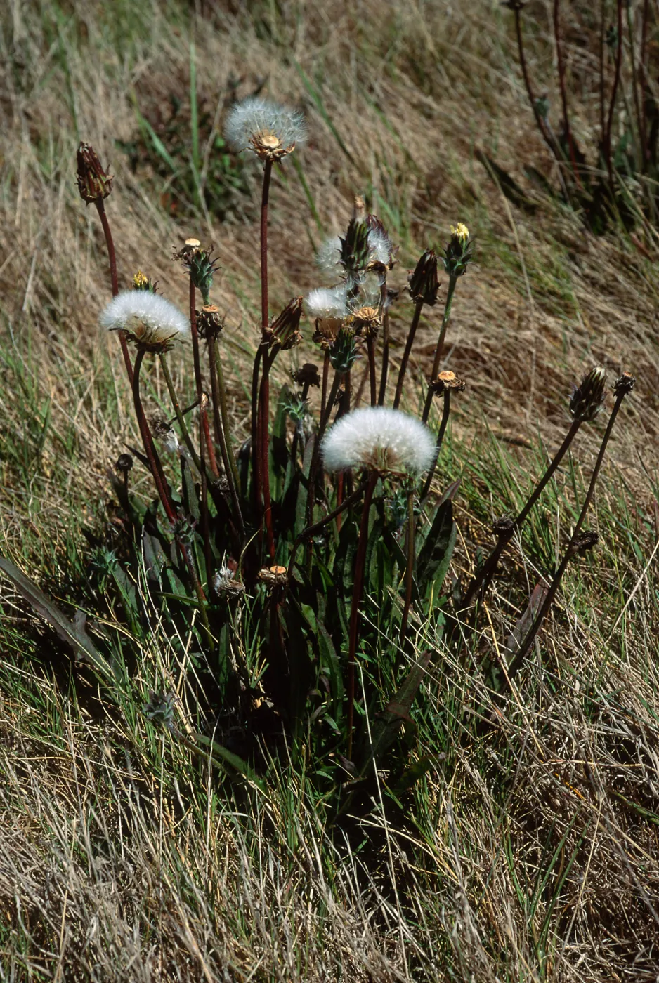 Agoseris grandiflora, Hoffmann Point Ridge, S. Miguel I.