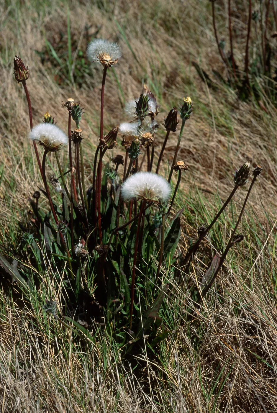 Agoseris grandiflora, Hoffmann Point Ridge, S. Miguel I.