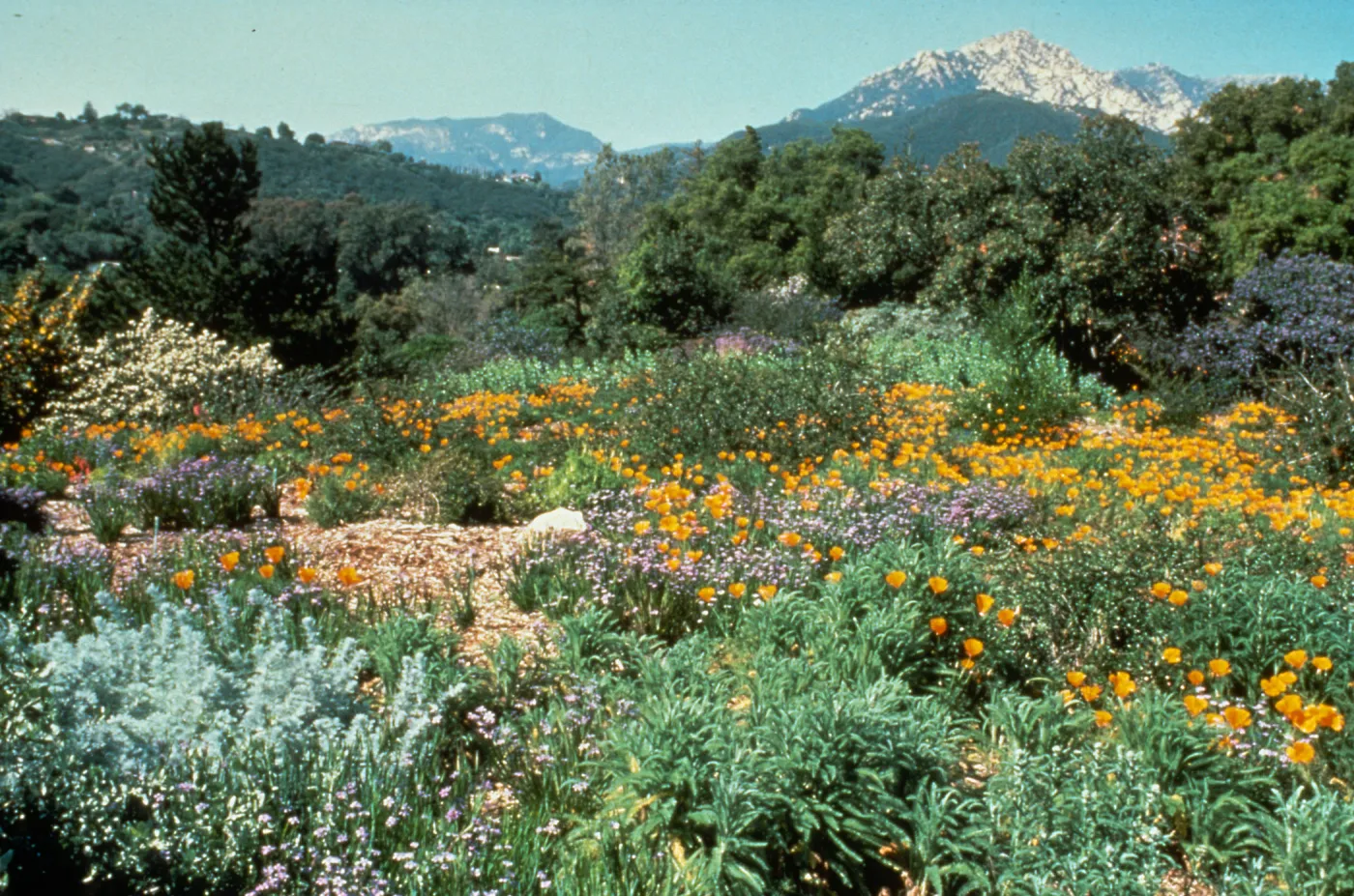 Porter Trail, SBBG 