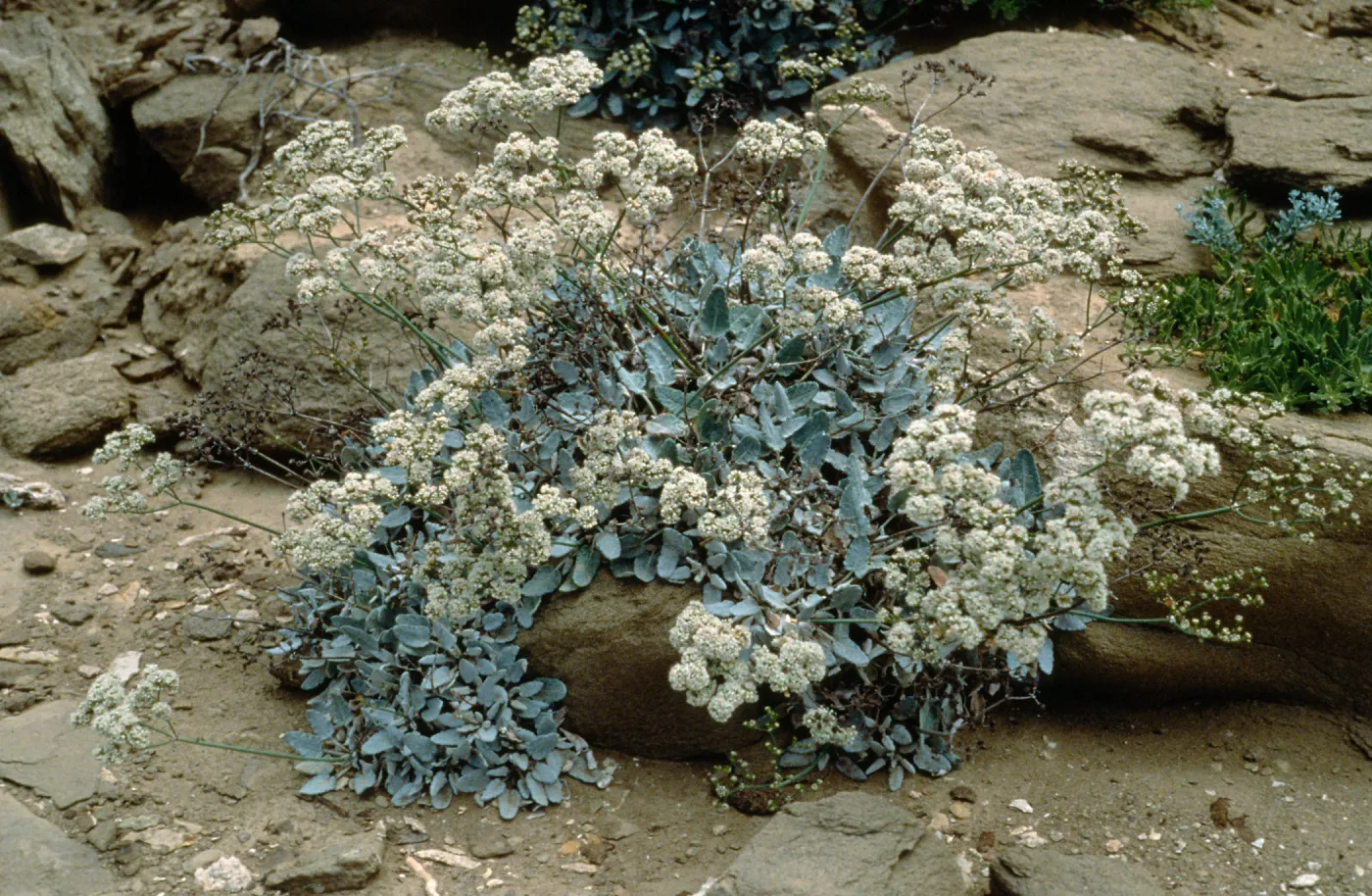 Eriogonum grande v. timorum