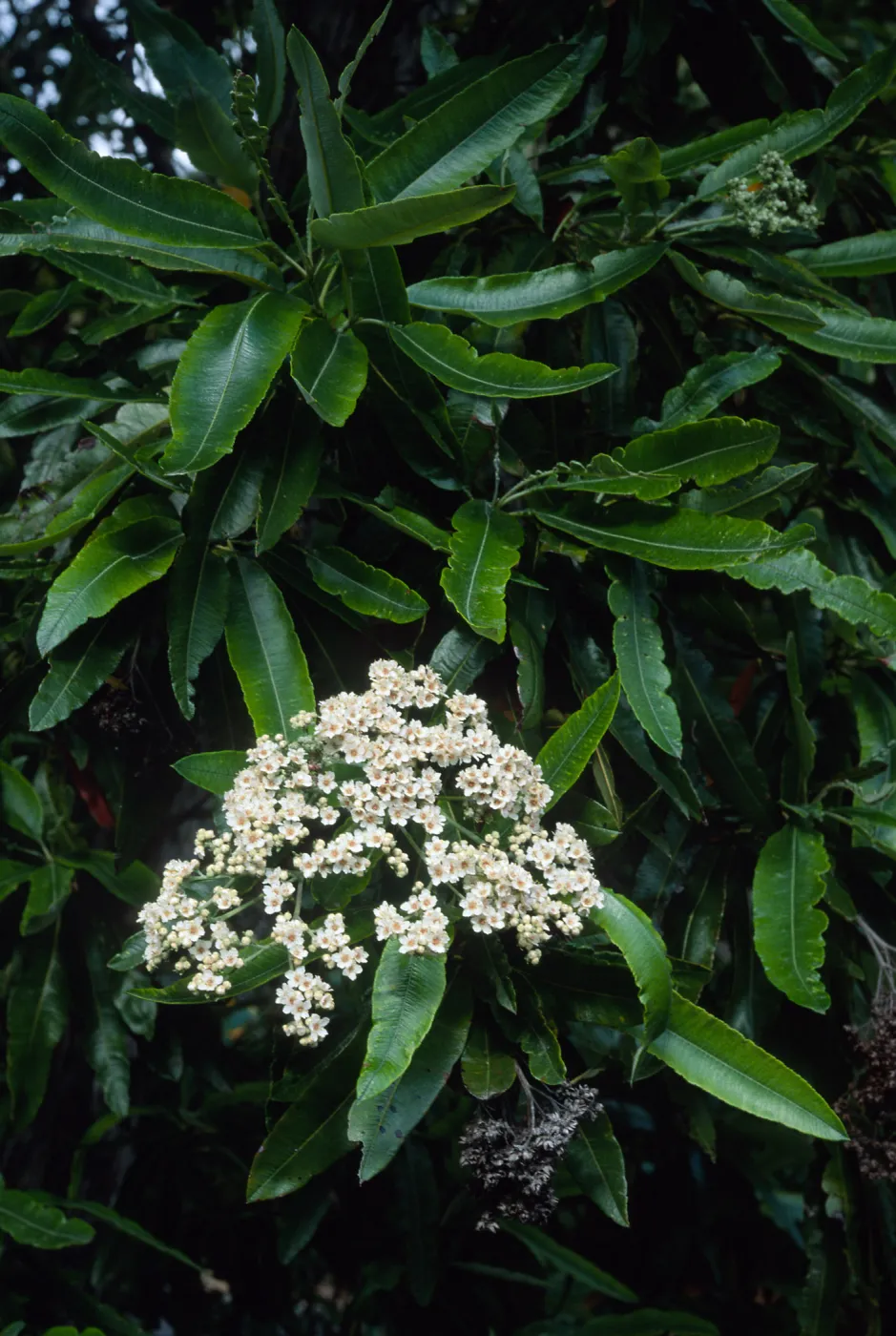 Lyonothamnus floribundus floribundus, Wrigley Garden, Catalina I