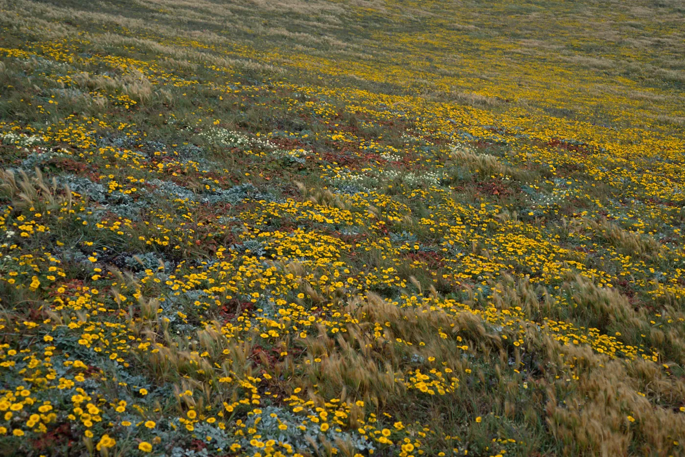 Layia (tidy tips), W side of Carrington Point, Santa Rosa Island