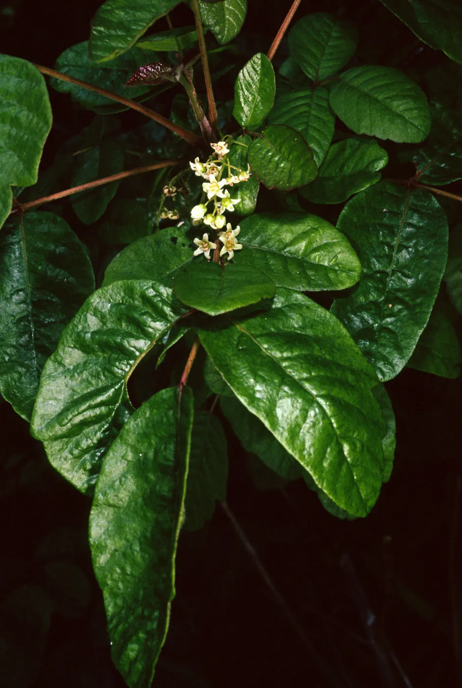 Toxicodendron, Tunnel Rd.