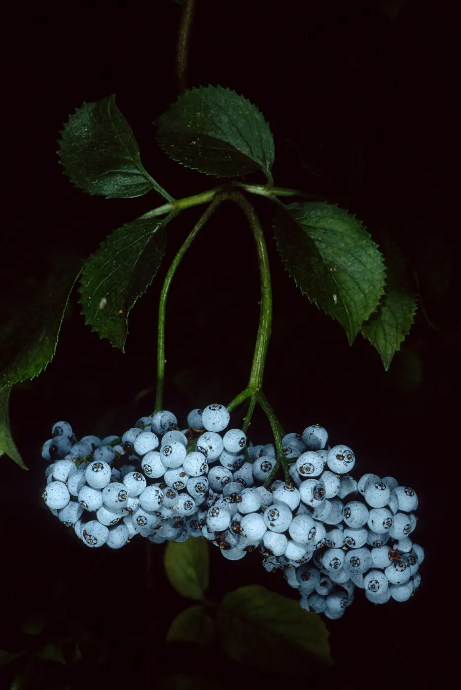 Sambucus mexicana, SBBG arroyo