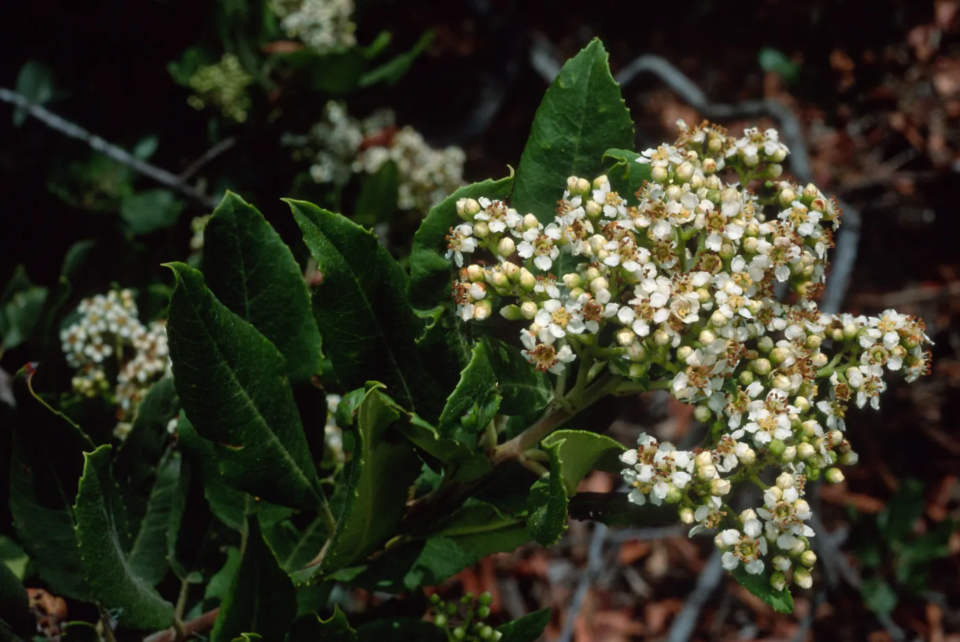 Heteromeles arbutifolia, SBBG