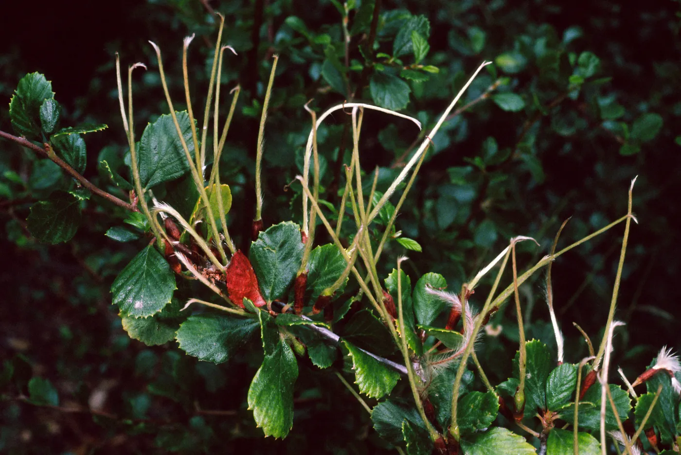 Cercocarpus betuloides,SBBG