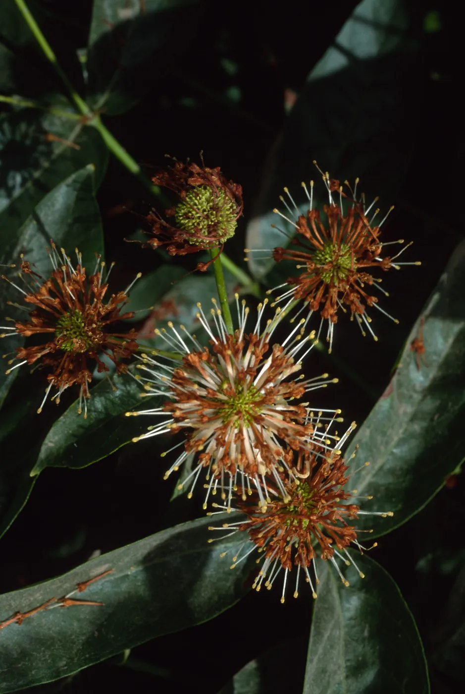 Cephalanthus occidentalis, SBBG