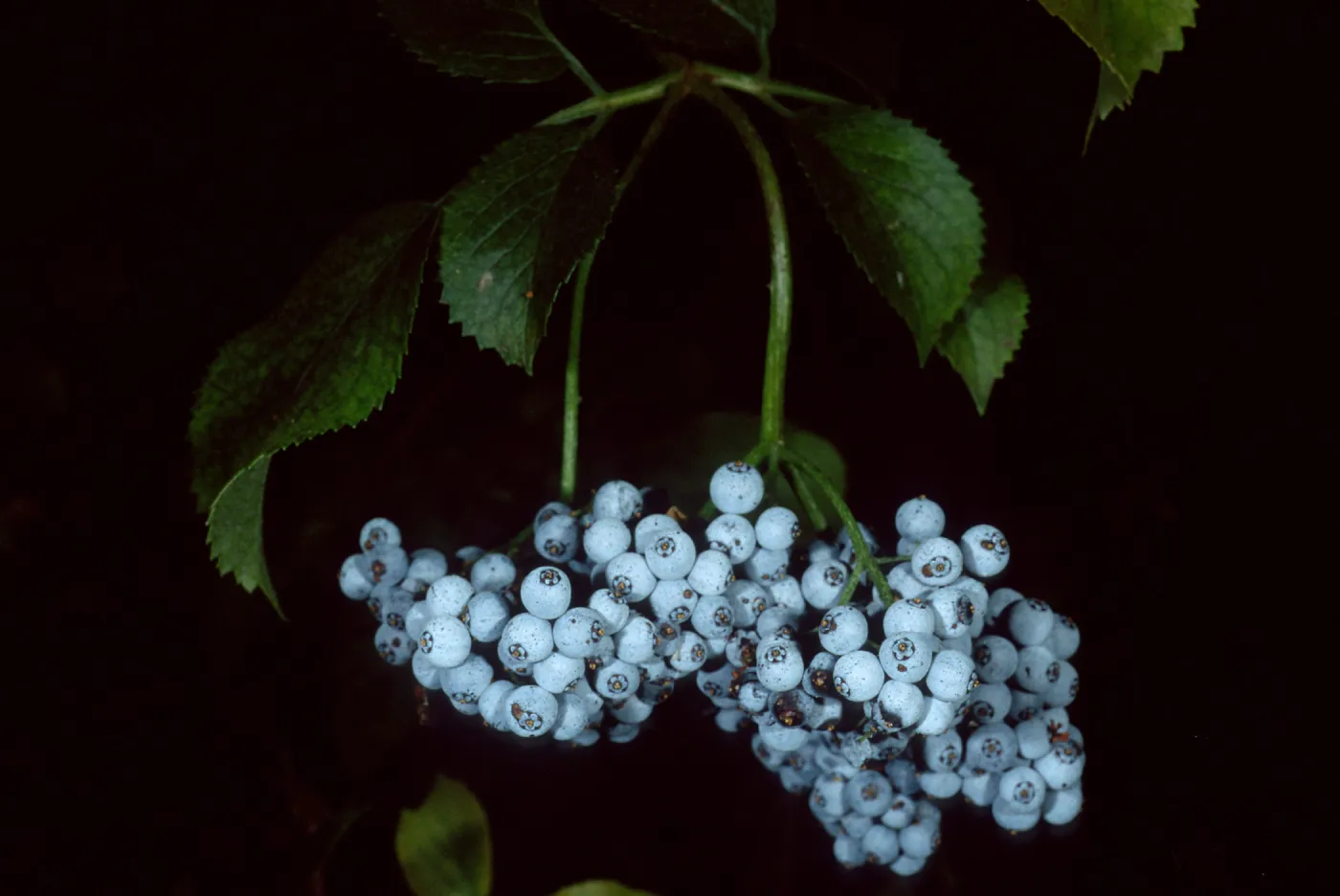 Sambucus mexicana, SBBG arroyo