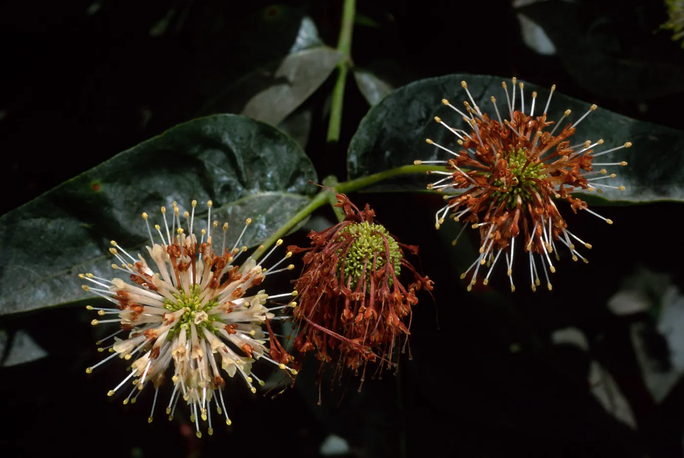 Cephalanthus occidentalis, SBBG