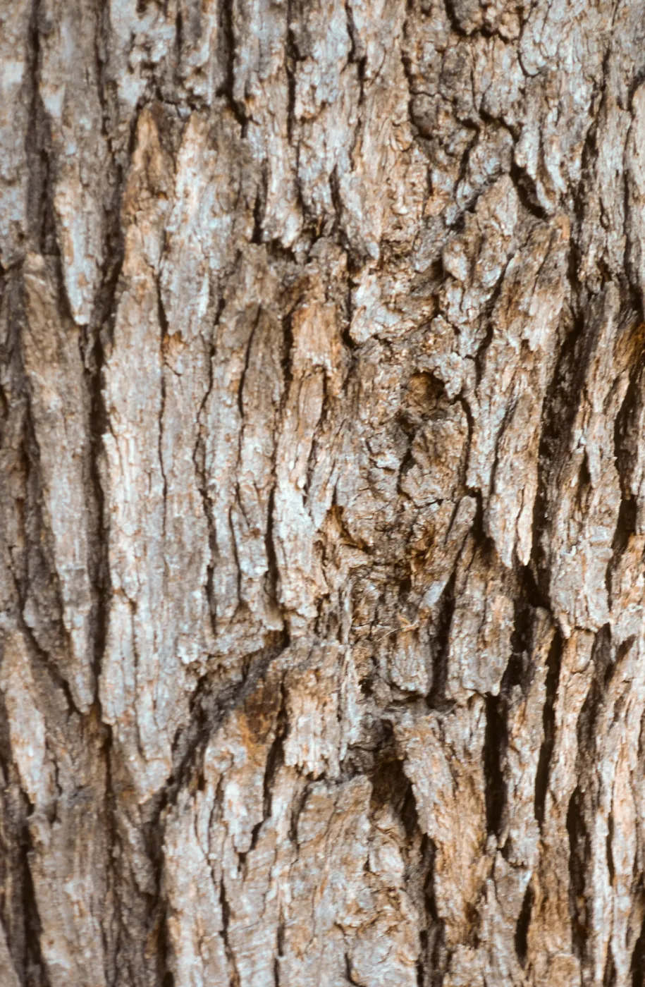 Quercus chrysolepsis bark