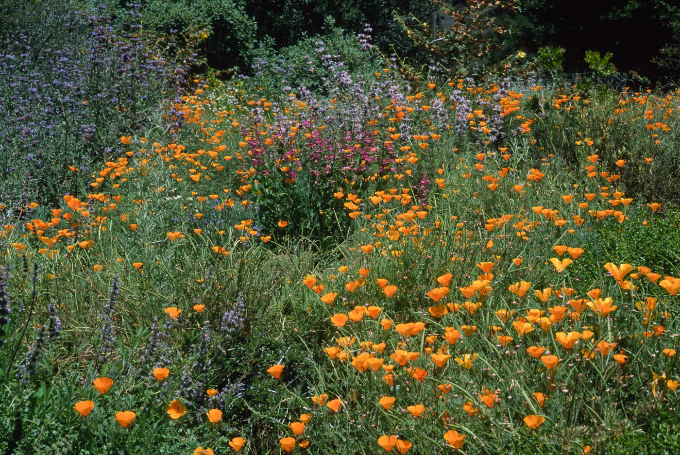 Eschscholzia californica, SBBG