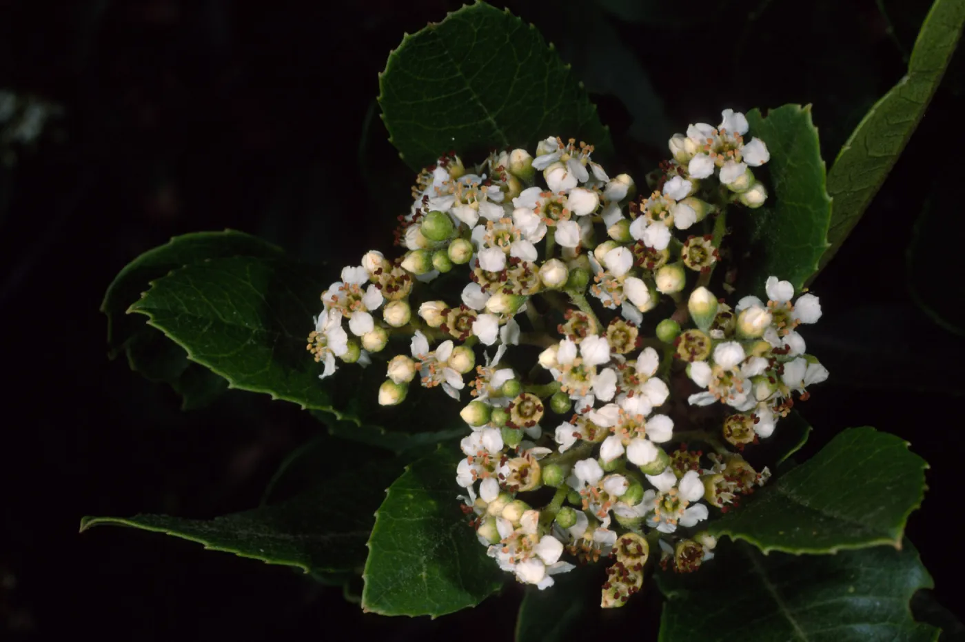 Heteromeles arbutifolia, SBBG