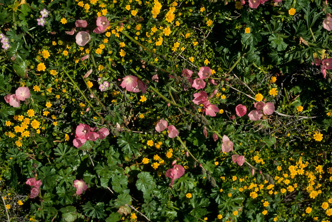 Sidalcea & Lasthenia