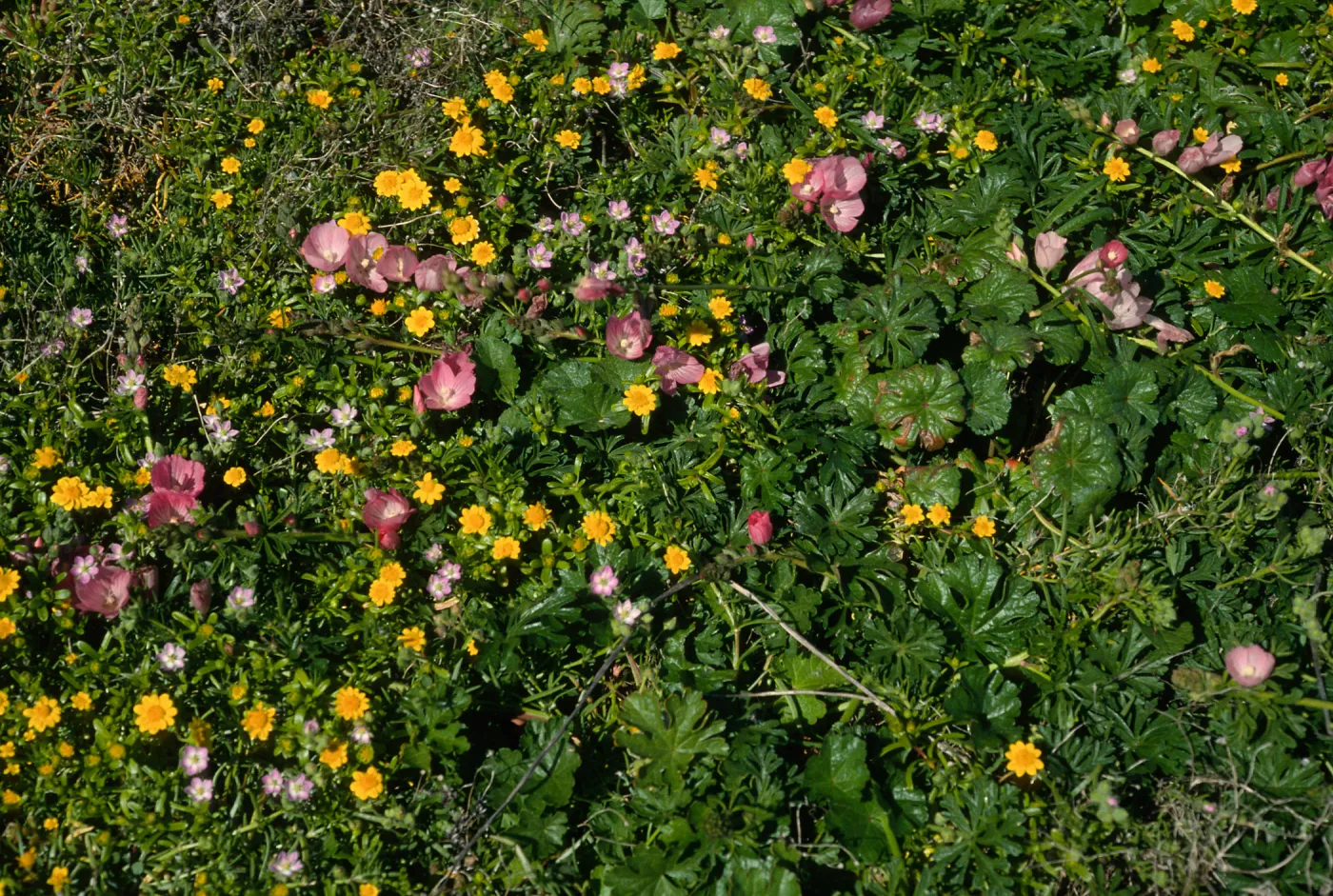 Sidalcea & Lasthenia