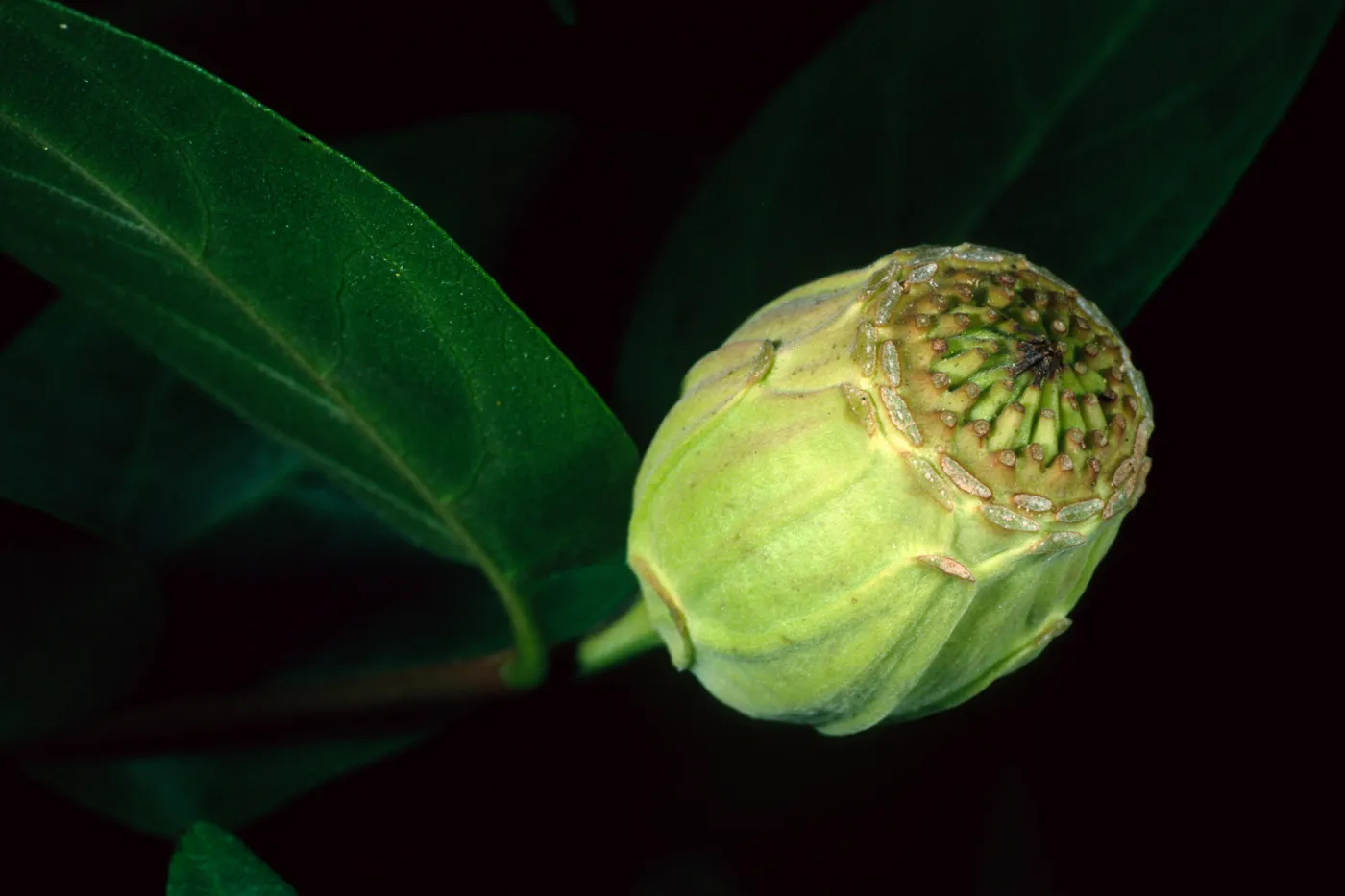 Calycanthus occidentalis, SBBG