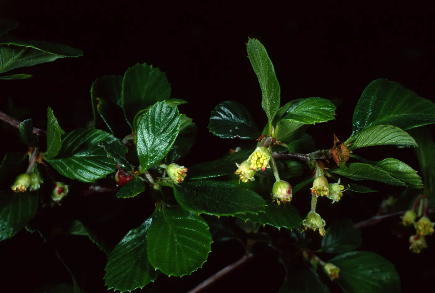 Cercocarpus betuloides, Tunnel Trail
