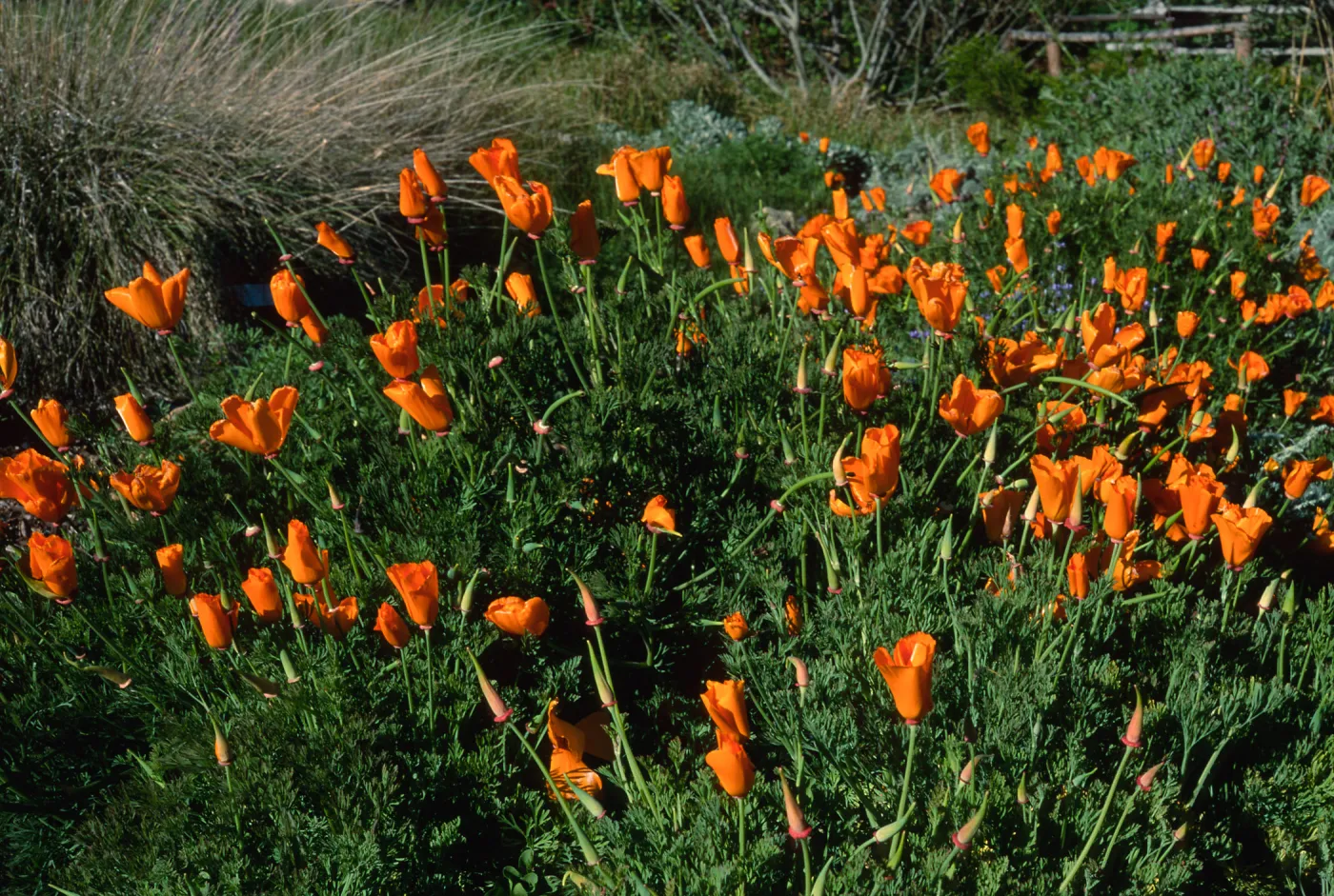 Eschscholzia californica, SBBG