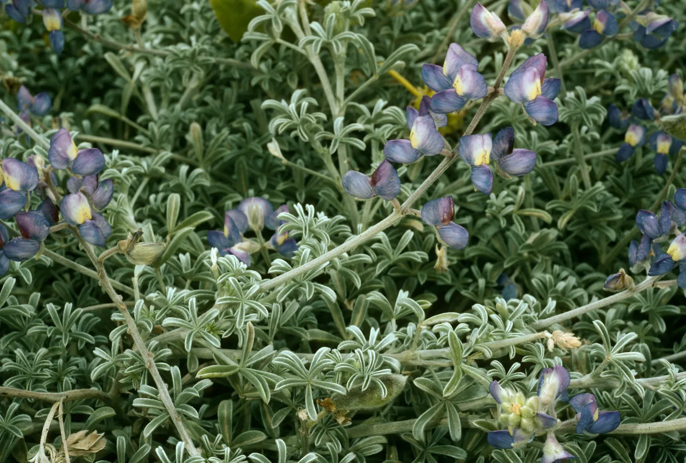 Lupinus albifrons, San Nicolas Island.