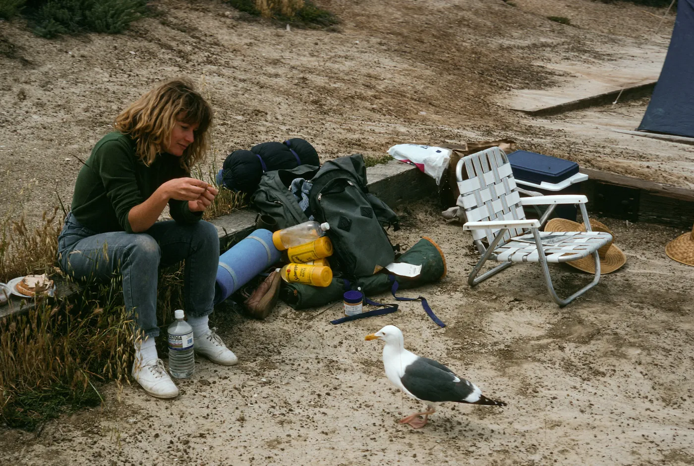 Holly Strand & seagull, campground, Santa Barbara Island