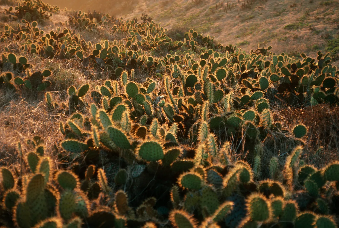 Opuntia (Prickly-pear) at sunrise, Cave Cyn., Santa Barbara Island