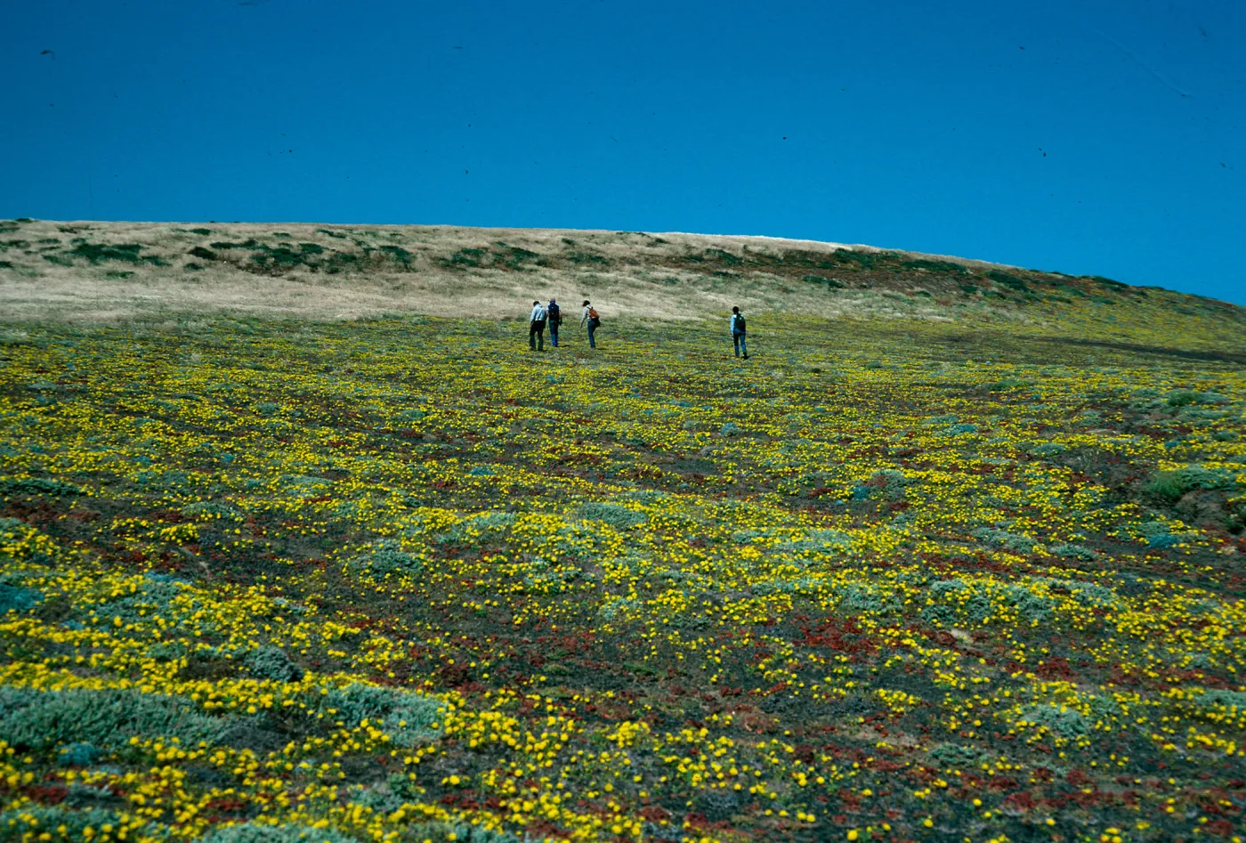Malacothrix, head of Cliff Canyon, Santa Barbara Island