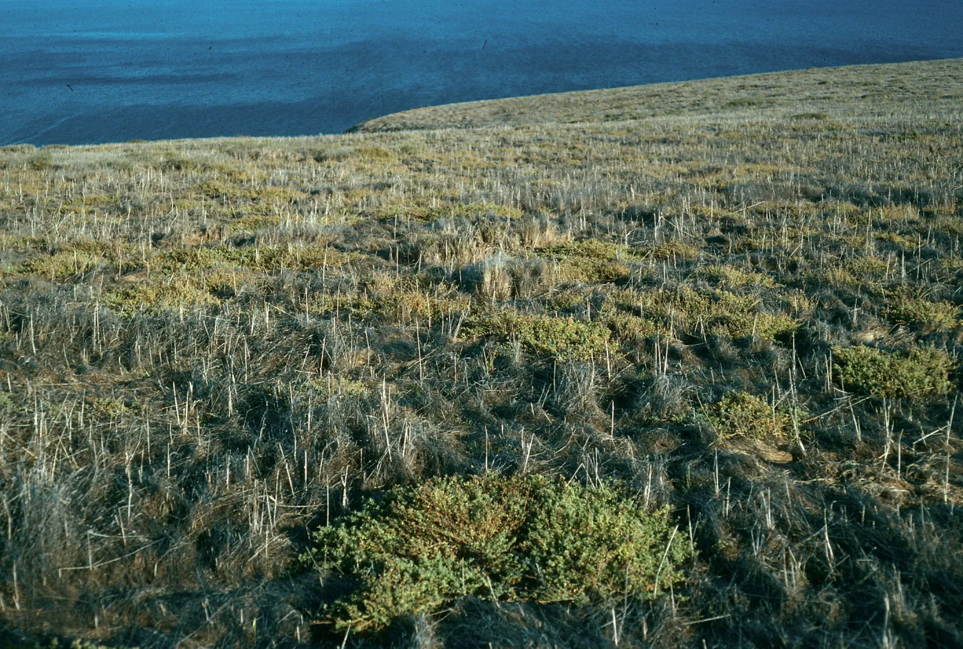Atriplex semibaccata, East slope, Santa Barbara Island