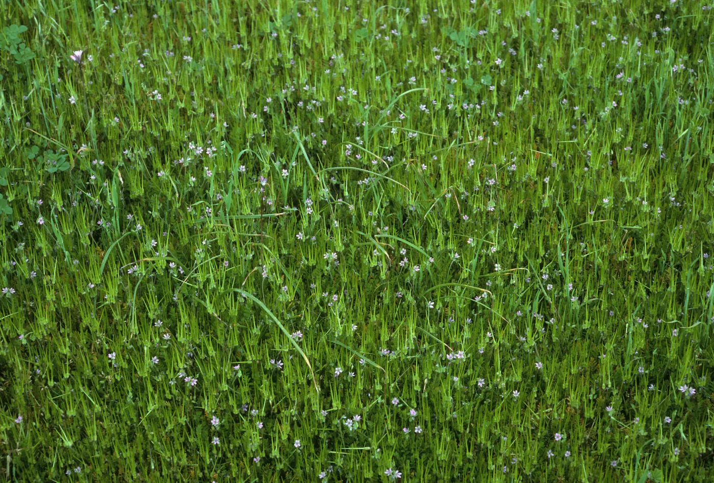Erodium cicutarium, ridge between peaks, Santa Barbara Island