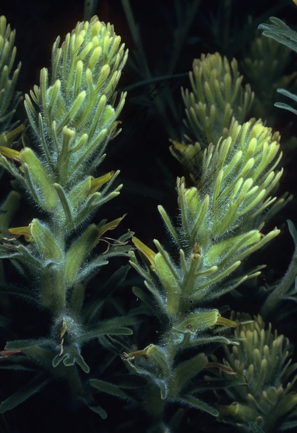 Castilleja grisea, first large canyon. south of Mosquito