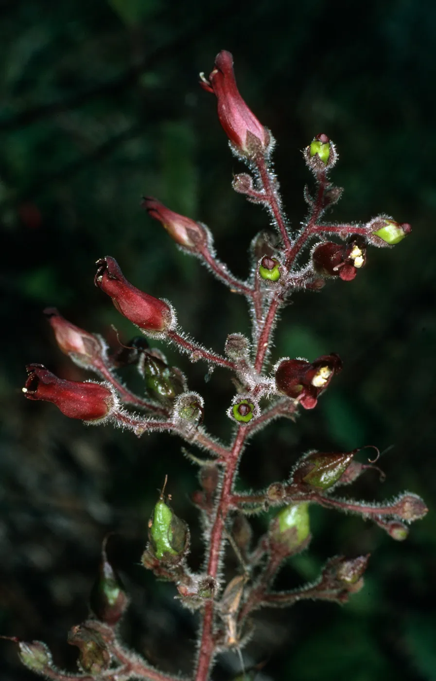 Scrophularia villosa, SBBG island section