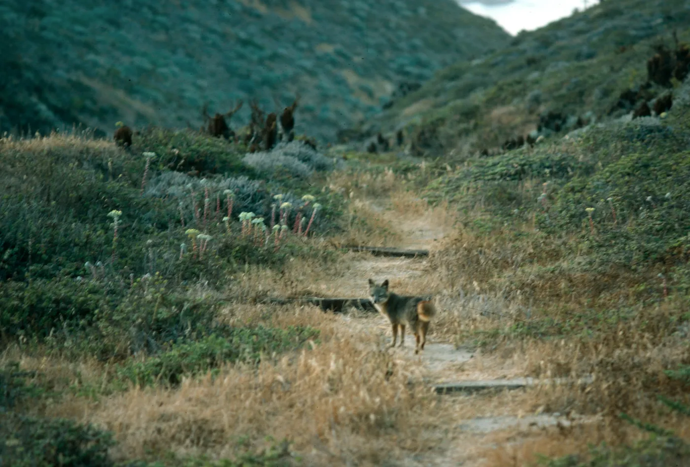 Fox, Canada del Mar, San Miguel Island