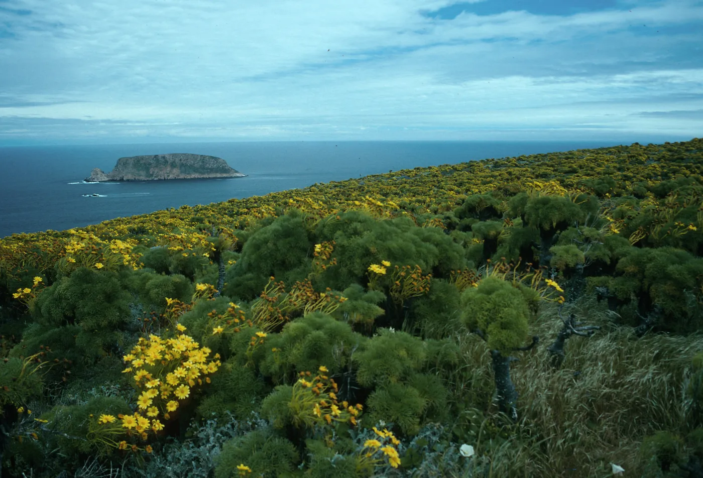 Coreopsis, Cuyler Harbor & Prince Island, San Miguel Island