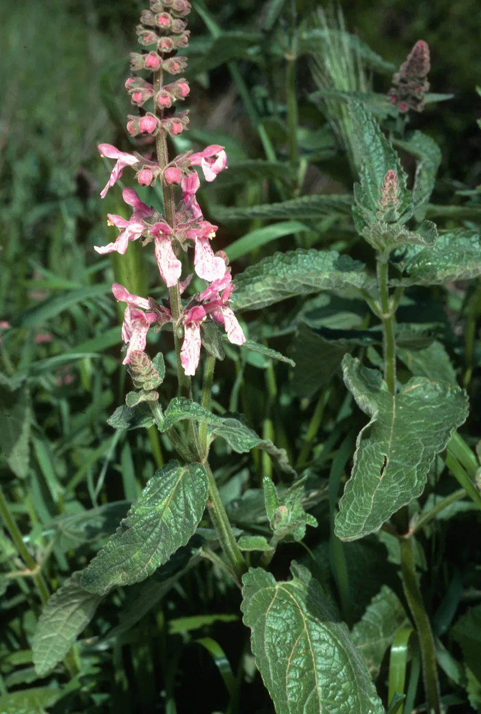 Stachys bullata, Santa Cruz Island