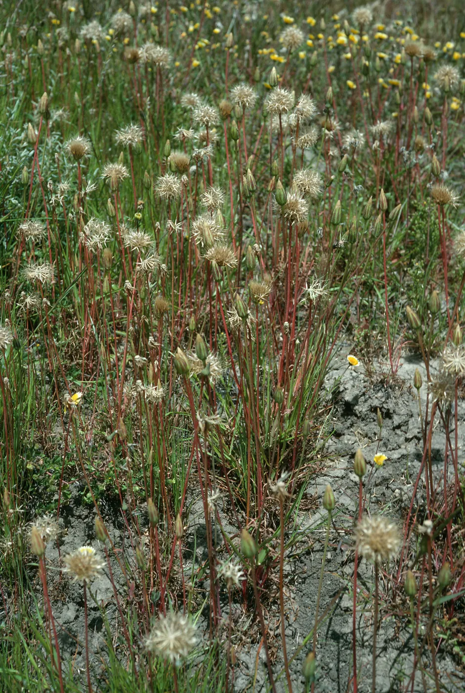 Microseris heterocarpa, E end of Fraser Pt. road
