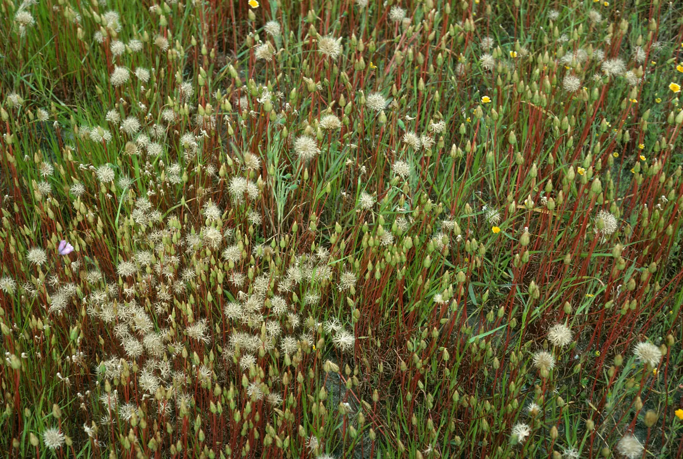 Microseris heterocarpa, E end of Fraser Pt. road
