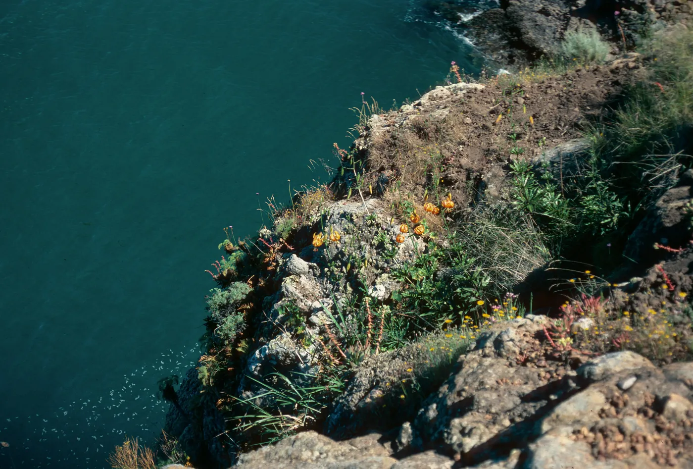 Lilium humboldtii, West of Prisoners Harbor