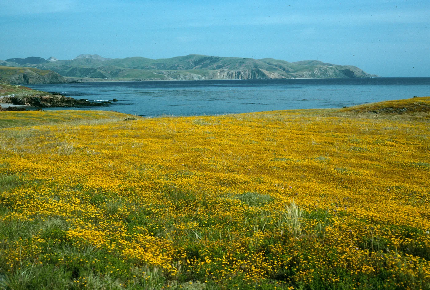 Lasthenia, Fraser Point