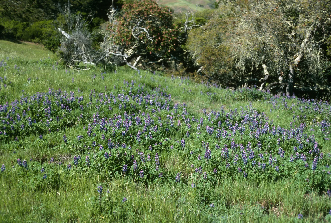 Lupinus succulentus, S ridge rd., Santa Cruz Island.