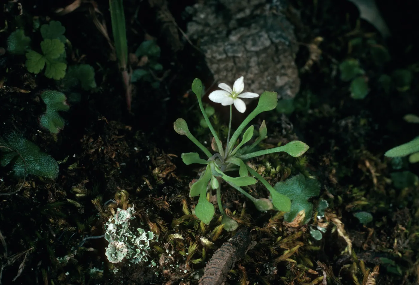 Meconella denticulata, Santa Cruz Island